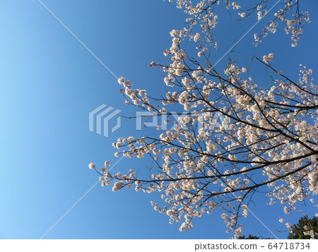我抬頭仰望的櫻花 64718734