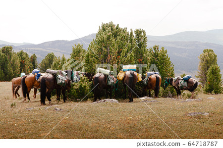 horses with saddlebags and travel mats 64718787