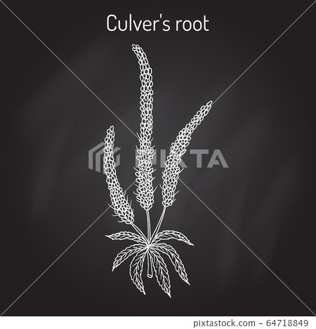 Culvers-root, or Culverphysic, black root Veronicastrum virginicum , medicinal plant 64718849