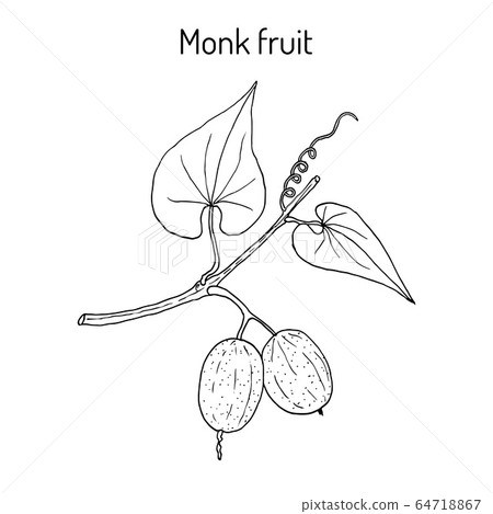 Monk fruit or luo han guo Siraitia grosvenorii , medicinal plant Monk fruit or luo han guo Siraitia grosvenorii , medicinal plant 64718867