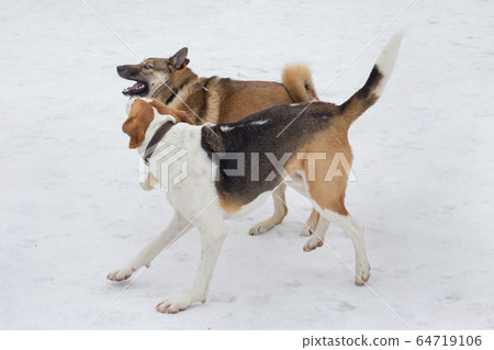 Russian hound and west siberian laika in the park. 64719106