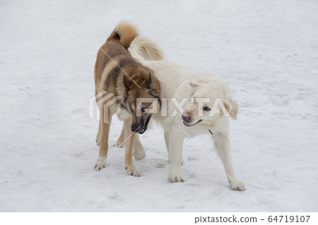 Labrador retriever and west siberian laika. 64719107