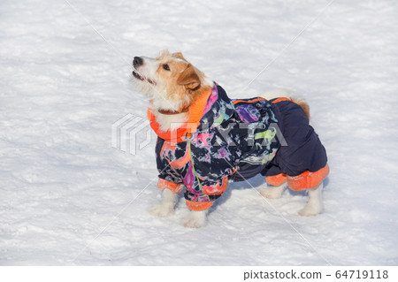 Cute jack russell terrier puppy in the winter park Cute jack russell terrier puppy in the winter park 64719118