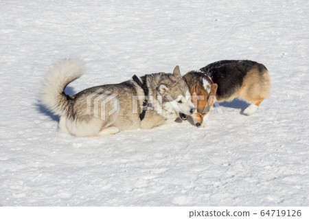 Cute pembroke welsh corgi puppy and siberian husky 64719126