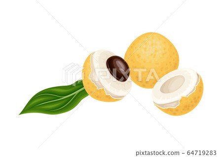 Longan Exotic Circular Fruit with Thin Leathery Peel and Translucent Flesh Vector Illustration Longan Exotic Circular Fruit with Thin Leathery Peel and Translucent Flesh Vector Illustration 64719283