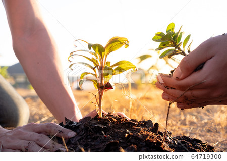 Young men join hands together to plant trees on fertile ground. The concept of protecting nature Young men join hands together to plant trees on fertile ground. The concept of protecting nature 64719300