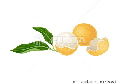 Longan Exotic Circular Fruit with Thin Leathery Peel and Translucent Flesh Vector Illustration 64719301