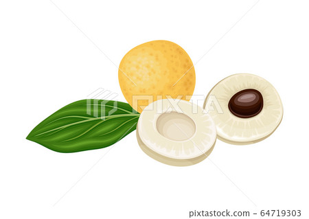 Longan Exotic Circular Fruit with Thin Leathery Peel and Translucent Flesh Vector Illustration Longan Exotic Circular Fruit with Thin Leathery Peel and Translucent Flesh Vector Illustration 64719303
