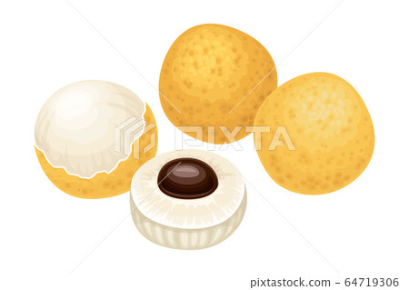 Longan Fruit of Circular Shape Showing Translucent Flesh and Black Seed Inside Vector Illustration 64719306