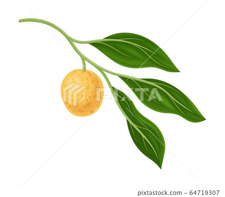 Exotic Longan Fruit of Circular Shape Hanging on Tree Branch Vector Illustration 64719307