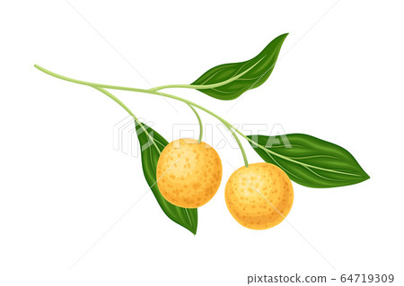Exotic Longan Fruit of Circular Shape Hanging on Tree Branch Vector Illustration Exotic Longan Fruit of Circular Shape Hanging on Tree Branch Vector Illustration 64719309