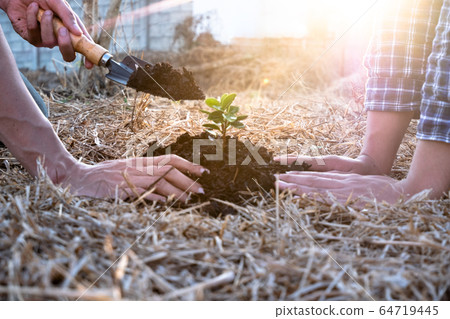 Young men join hands together to plant trees on fertile ground. The concept of protecting nature 64719445