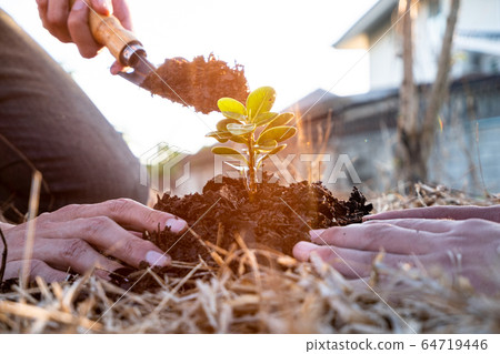 Young men join hands together to plant trees on fertile ground. The concept of protecting nature 64719446