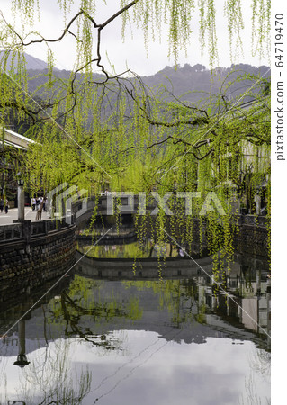 大田川河沿岸的城崎溫泉柳樹行 64719470