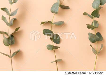 eucalyptus cinerea branches on beige background eucalyptus cinerea branches on beige background 64719584