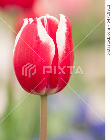 Tulip field 64719912