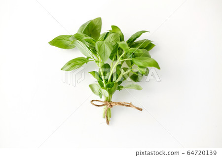 bunch of basil on white background 64720139