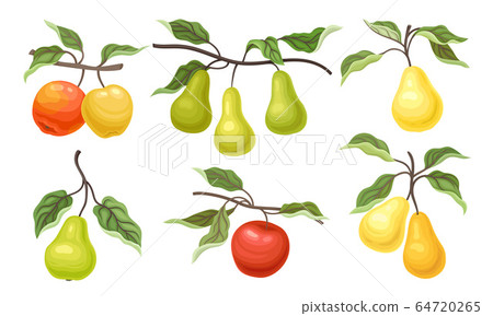 Ripe Apples and Pears Fruits Hanging on Branches with Veined Leaves Vector Set 64720265
