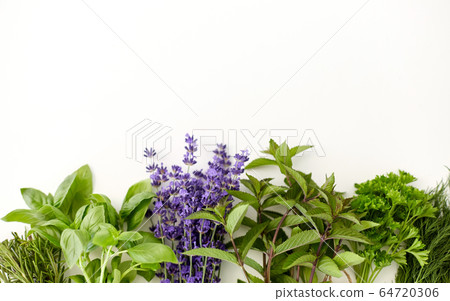 greens, spices or medicinal herbs on white greens, spices or medicinal herbs on white 64720306