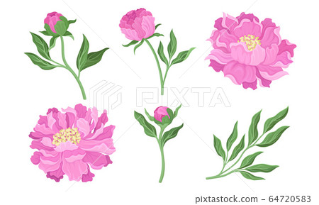 Peony Flowering Plant with Leaves and Showy Petals Vector Set Peony Flowering Plant with Leaves and Showy Petals Vector Set 64720583