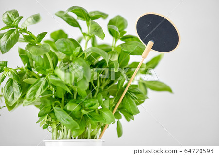 close up of basil herb with name plate in pot close up of basil herb with name plate in pot 64720593