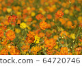 橙色花田 64720746