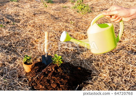 The hands of the young man are planting trees on fertile ground. The concept of protecting nature The hands of the young man are planting trees on fertile ground. The concept of protecting nature 64720768