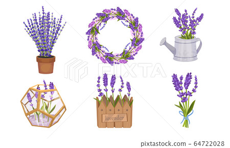 Lavender Floral Twigs Tied in Bunch, Growing in Flowerbed and Arranged in Wreath Vector Set 64722028