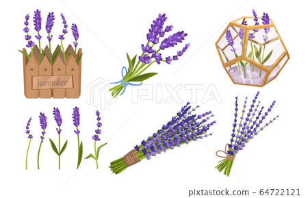 Lavender Floral Twigs Tied in Bunches, Growing in Flowerbed and Scattered Vector Set Lavender Floral Twigs Tied in Bunches, Growing in Flowerbed and Scattered Vector Set 64722121