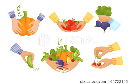 Hands Holding Agricultural Crops Like Pumpkin and Apples Vector Set Hands Holding Agricultural Crops Like Pumpkin and Apples Vector Set 64722143