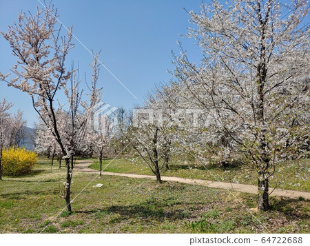 Spring, spring flowers, cherry blossoms, forsythia, trees, forest, pretty flowers, nature, environment, eco, green, green, park, green environment, nature environment, 64722688
