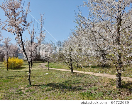 Spring, spring flowers, cherry blossoms, forsythia, trees, forest, pretty flowers, nature, environment, eco, green, green, park, green environment, nature environment, Spring, spring flowers, cherry blossoms, forsythia, trees, forest, pretty flowers, nature, environment, eco, green, green, park, green environment, nature environment, 64722689