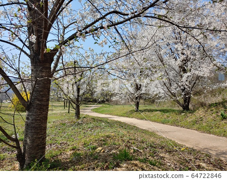 Spring, spring flowers, cherry blossoms, forsythia, trees, forest, pretty flowers, nature, environment, eco, green, green, park, green environment, nature environment, Spring, spring flowers, cherry blossoms, forsythia, trees, forest, pretty flowers, nature, environment, eco, green, green, park, green environment, nature environment, 64722846