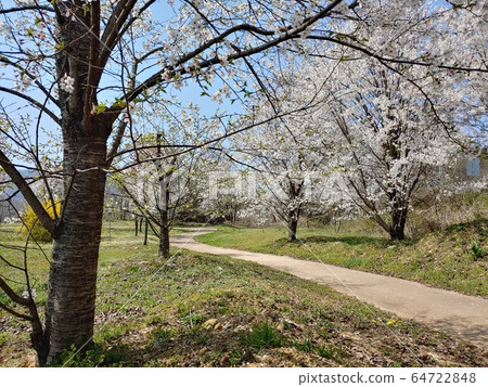 Spring, spring flowers, cherry blossoms, forsythia, trees, forest, pretty flowers, nature, environment, eco, green, green, park, green environment, nature environment, Spring, spring flowers, cherry blossoms, forsythia, trees, forest, pretty flowers, nature, environment, eco, green, green, park, green environment, nature environment, 64722848