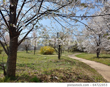 春天，春天的花朵，櫻花，連翹，樹木，森林，漂亮的花朵，自然，環境，生態，綠色，綠色，公園，綠色環境，自然環境， 64722853