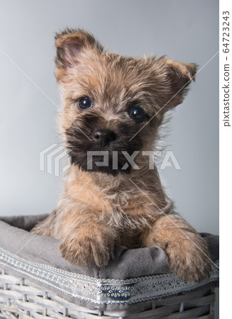 Cairn Terrier puppy red dog in box on gray 64723243