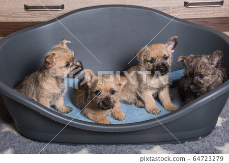 Four Cairn Terrier puppies dogs kennel in dog bed 64723279