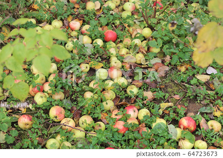 Ripe apples fell from the tree to earth 64723673