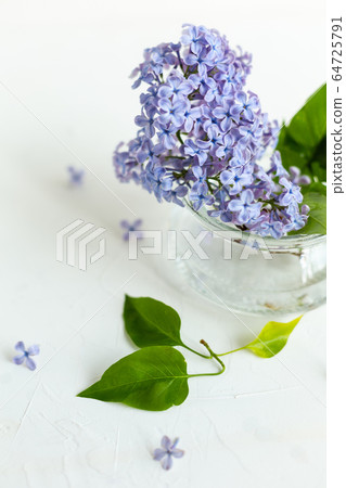Lilac fresh flowers on the white background. Spring concept Lilac fresh flowers on the white background. Spring concept 64725791