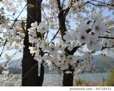 自然,環境,自然風光,風景攝影,陽水,陽平,山,樹,森林,河流,天空,春天,春天風光,人行道,田野 自然,環境,自然風光,風景攝影,陽水,陽平,山,樹,森林,河流,天空,春天,春天風光,人行道,田野 64726435