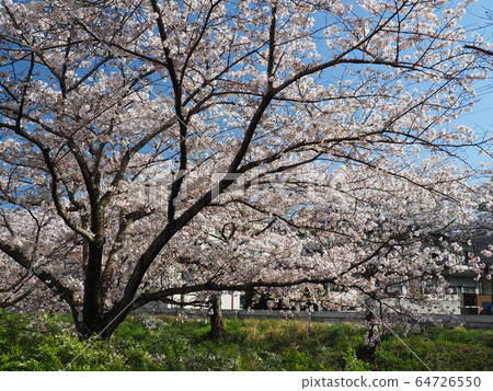 Shiga Seta Nagasawa River Sakura Shiga Seta Nagasawa River Sakura 64726550