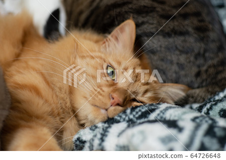 A relaxing cat A relaxing cat 64726648