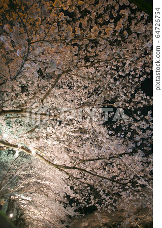 礦山櫻花公園的夜櫻花 礦山櫻花公園的夜櫻花 64726754