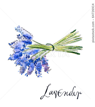 Bouquet of lavender Bouquet of lavender 64726914