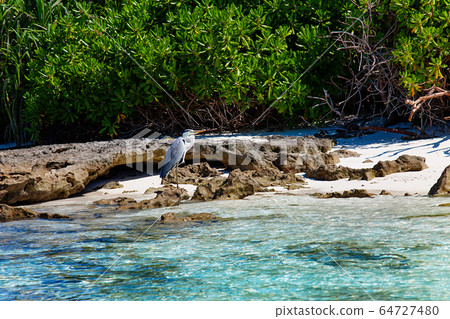 Maldives large exotic bird standing on stone 64727480