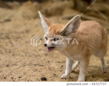 可愛的Fennec壞臉攝影許可/合作:福島海藍寶石 可愛的Fennec壞臉攝影許可/合作:福島海藍寶石 64727737