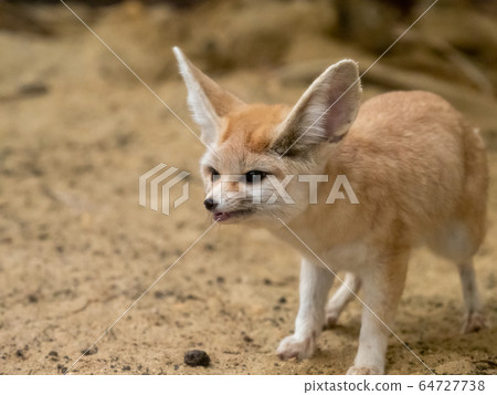 可愛的Fennec壞臉攝影許可/合作:福島海藍寶石 可愛的Fennec壞臉攝影許可/合作:福島海藍寶石 64727738