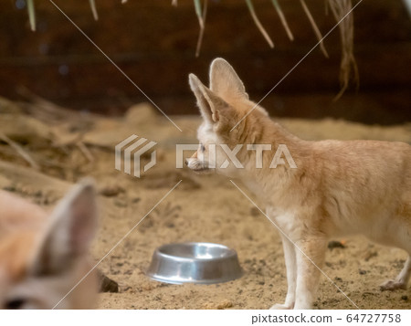 Cute Fennec photo permission / cooperation: Aquamarine Fukushima Cute Fennec photo permission / cooperation: Aquamarine Fukushima 64727758