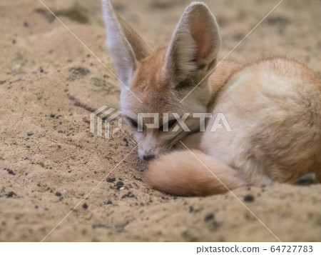 Cute Fennec sleepy Photograph permission / cooperation: Aquamarine Fukushima 64727783