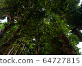 Okinawa Prefecture Bise Fukugi lined tree 64727815